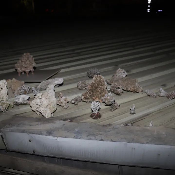 注意！这种乌龟不能养，东莞有人摊上事了！
