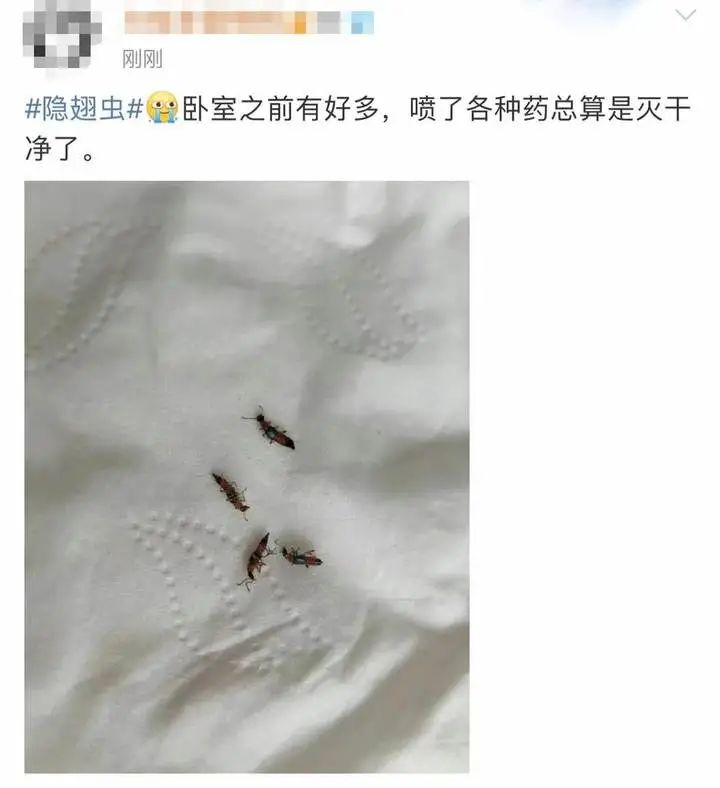又是它！女子半夜关灯玩手机，差点致毁容！
