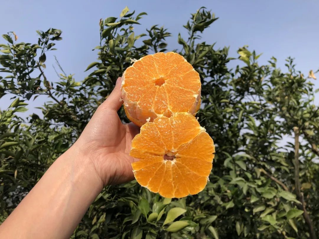 等了一年！9.9元/箱现摘秒杀，四川眉山不知火丑橘一口爆汁，当季新鲜上市~