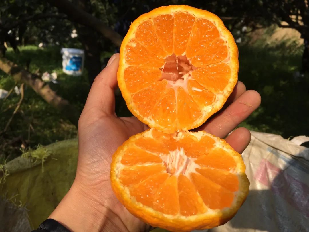 等了一年！9.9元/箱现摘秒杀，四川眉山不知火丑橘一口爆汁，当季新鲜上市~