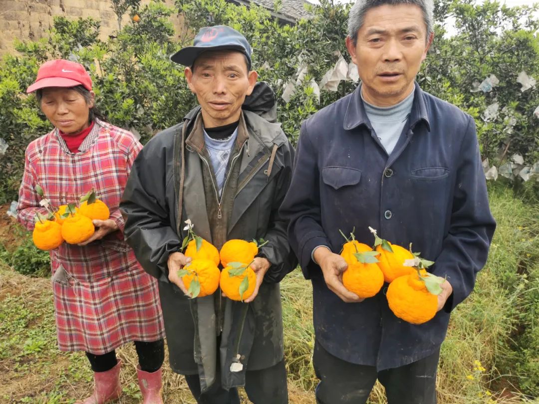等了一年！9.9元/箱现摘秒杀，四川眉山不知火丑橘一口爆汁，当季新鲜上市~