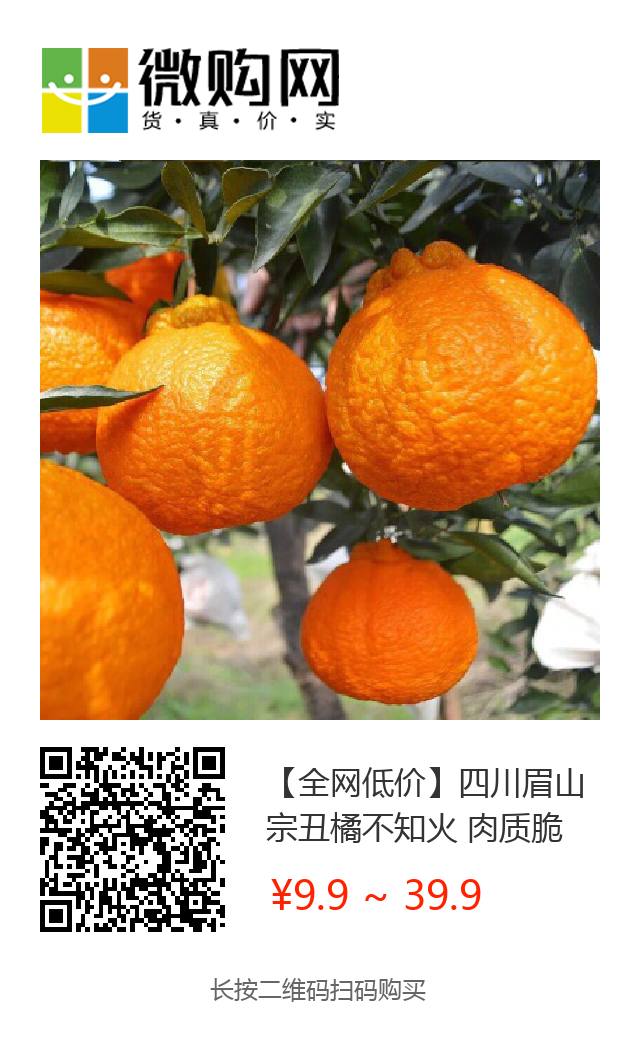 等了一年！9.9元/箱现摘秒杀，四川眉山不知火丑橘一口爆汁，当季新鲜上市~