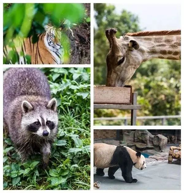 放特价啦！一起来香市看大熊猫，劲爆价89.9元1大1小重磅来袭！