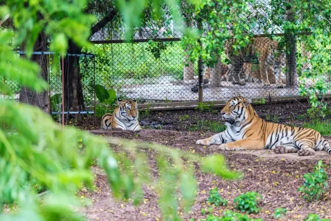 放特价啦！一起来香市看大熊猫，劲爆价89.9元1大1小重磅来袭！