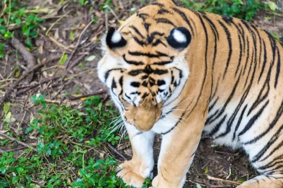 放特价啦！一起来香市看大熊猫，劲爆价89.9元1大1小重磅来袭！