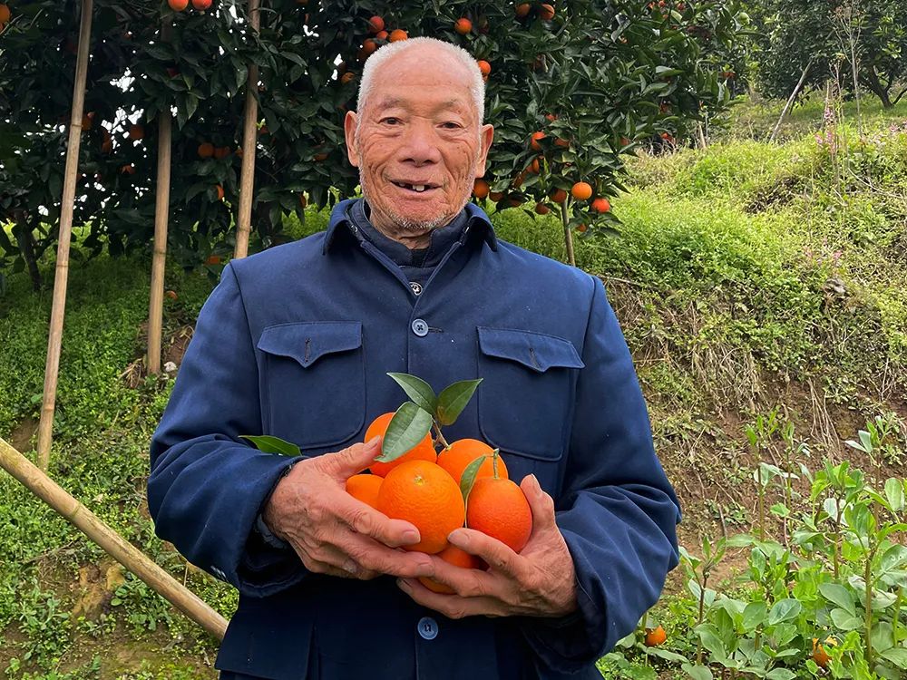 仅卖白菜价！超200万斤塔罗科血橙成熟！13元/箱包邮，皮薄爆汁，果肉红似血！