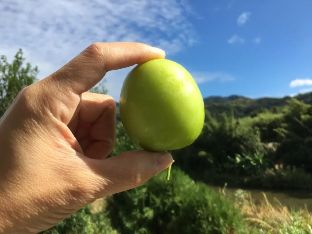 脆过苹果，甜过蜜糖！福建牛奶青枣19.9/箱，现摘现发，去年热销1000斤！
