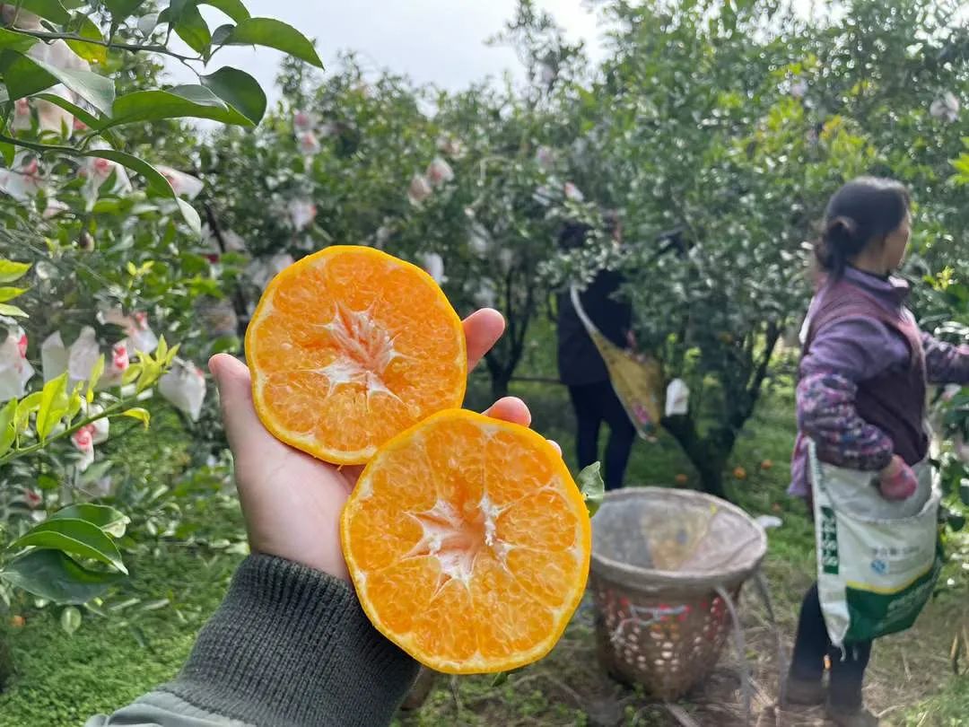 春天吃正甜！树上熟四川蒲江现摘【春见粑粑柑】26.9元/箱包邮到家！