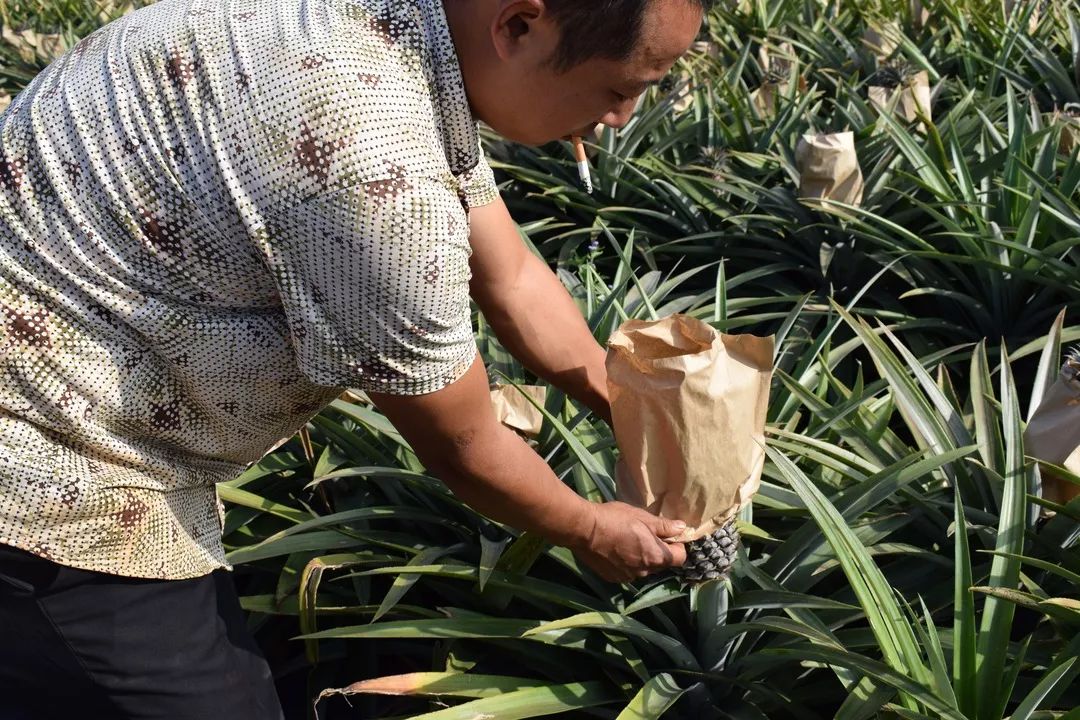 正宗海南金钻凤梨13.5/箱，超甜不涩口，无需挖孔浸盐水，再也不想吃菠萝了！