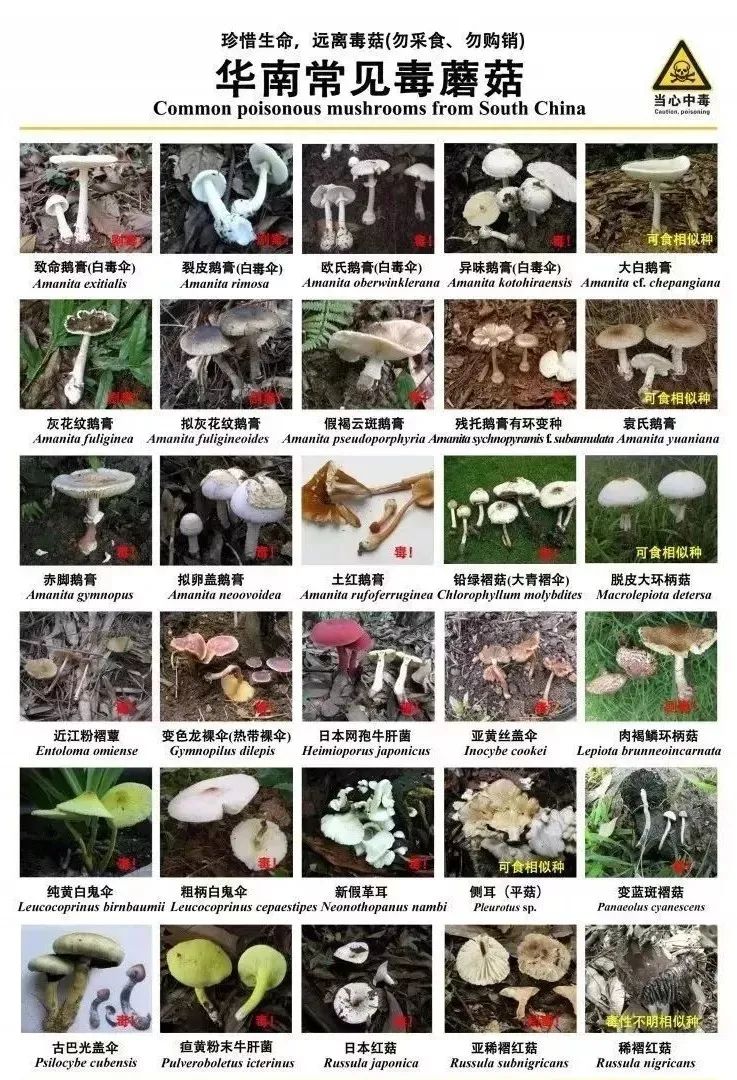 紧急提醒！这个有毒，千万别吃！