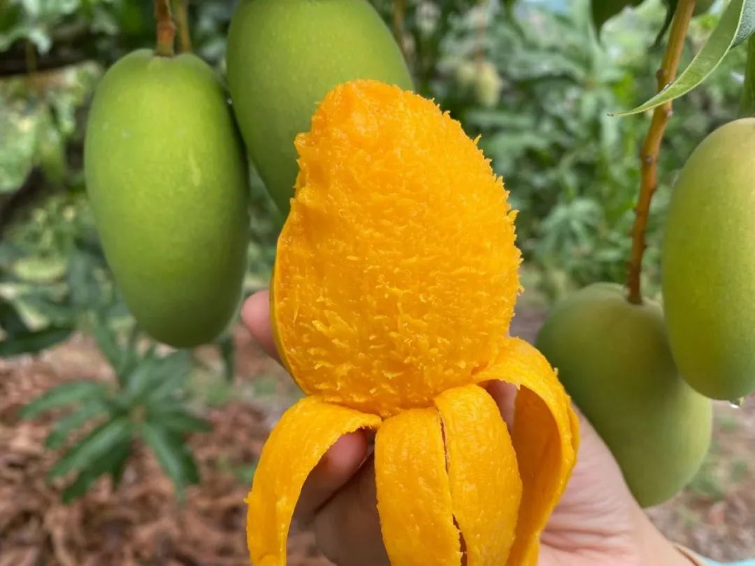 早春尝鲜！海南小台农甜蜜上市，香甜爽滑，29.9/箱新鲜直达！
