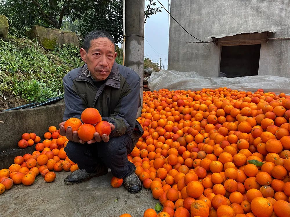 仅卖白菜价！超200万斤塔罗科血橙成熟！13元/箱包邮，皮薄爆汁，果肉红似血！