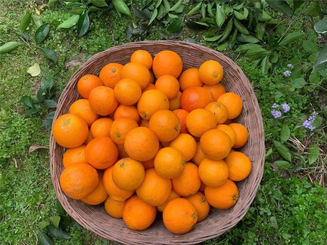 仅卖白菜价！超200万斤塔罗科血橙成熟！13元/箱包邮，皮薄爆汁，果肉红似血！