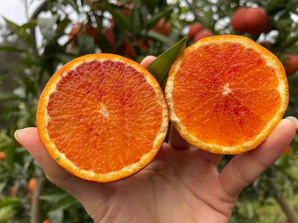 仅卖白菜价！超200万斤塔罗科血橙成熟！13元/箱包邮，皮薄爆汁，果肉红似血！