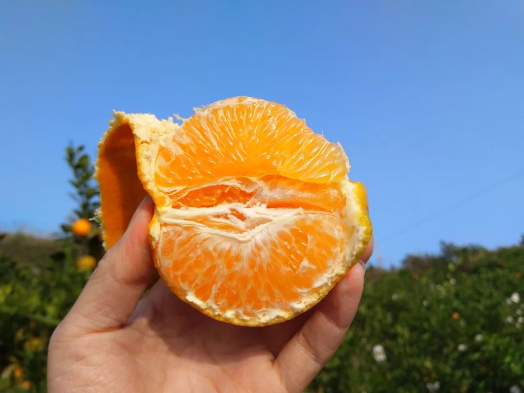春天吃正甜！树上熟四川蒲江现摘【春见粑粑柑】26.9元/箱包邮到家！