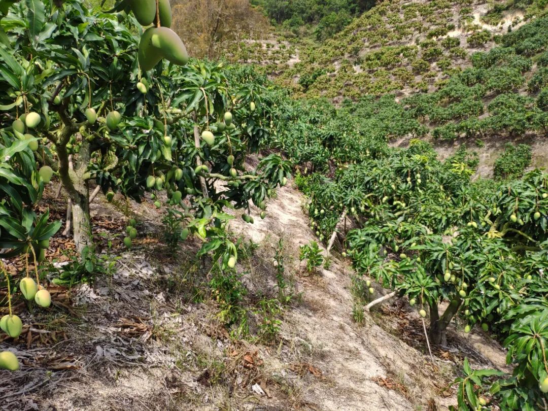 早春尝鲜！海南小台农甜蜜上市，香甜爽滑，29.9/箱新鲜直达！