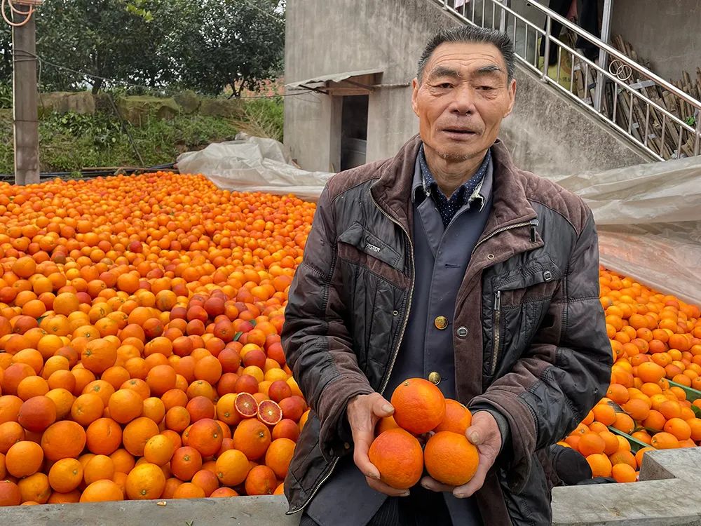 仅卖白菜价！超200万斤塔罗科血橙成熟！13元/箱包邮，皮薄爆汁，果肉红似血！