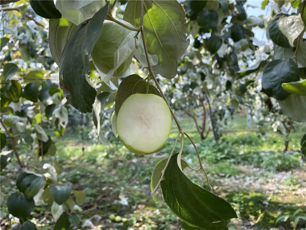 脆过苹果，甜过蜜糖！福建牛奶青枣19.9/箱，现摘现发，去年热销1000斤！