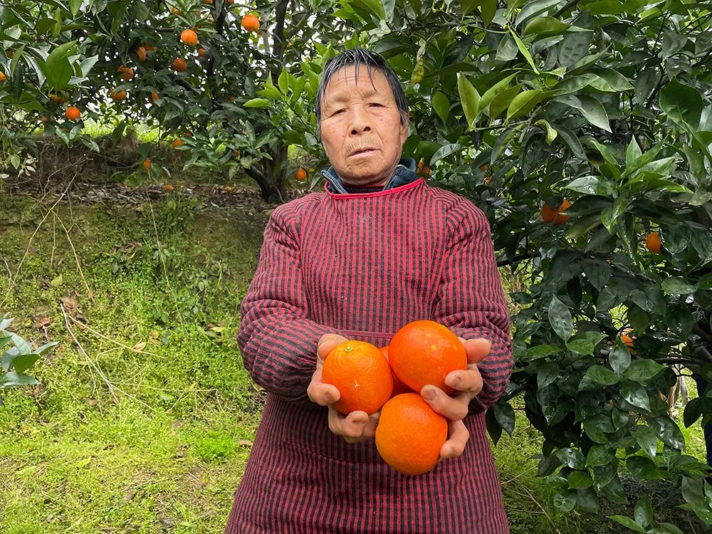 仅卖白菜价！超200万斤塔罗科血橙成熟！13元/箱包邮，皮薄爆汁，果肉红似血！