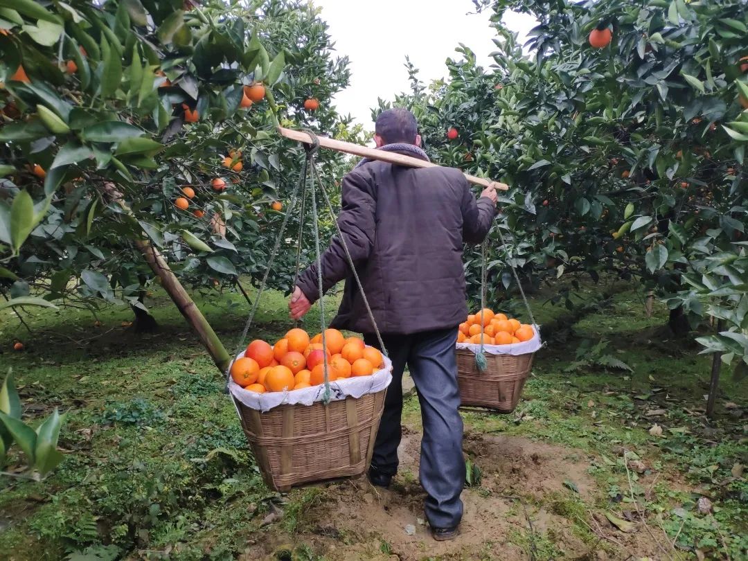 仅卖白菜价！超200万斤塔罗科血橙成熟！13元/箱包邮，皮薄爆汁，果肉红似血！