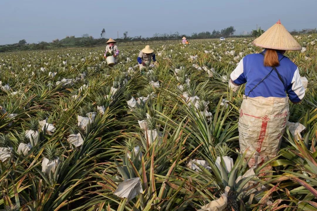正宗海南金钻凤梨13.5/箱，超甜不涩口，无需挖孔浸盐水，再也不想吃菠萝了！
