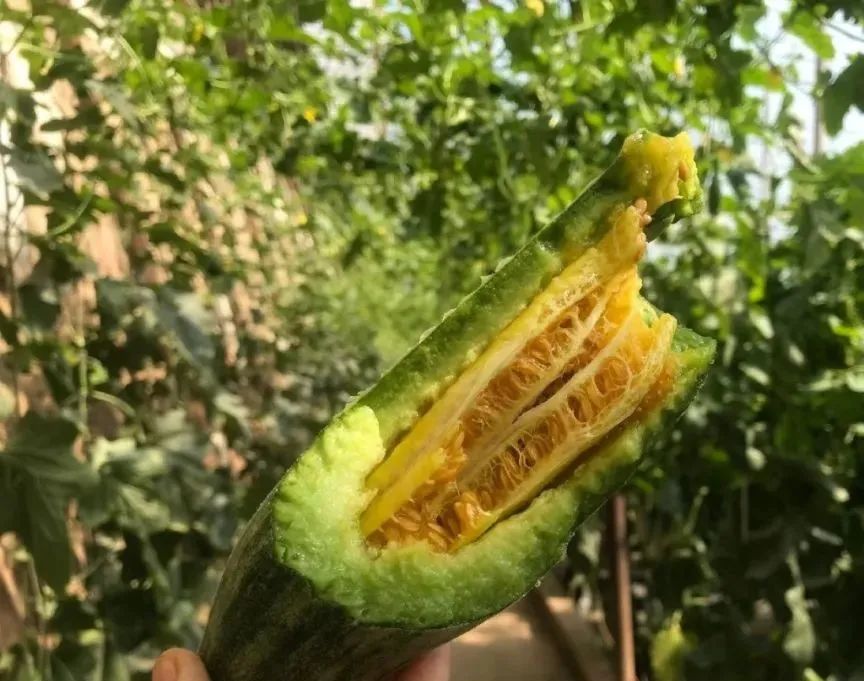 新鲜上市，头茬暖棚羊角蜜甜瓜，闻着香，咬着脆，连籽带瓤都能吃，甜到醉！