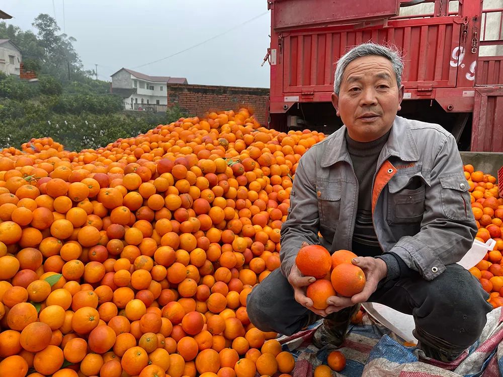仅卖白菜价！超200万斤塔罗科血橙成熟！13元/箱包邮，皮薄爆汁，果肉红似血！