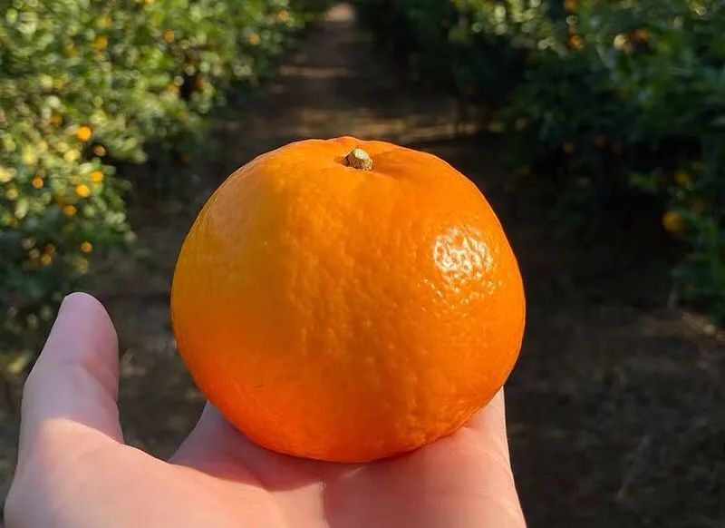 福建茂谷柑踏春而来，超甜22.9/箱！每一口都甜蜜多汁，引人回味~