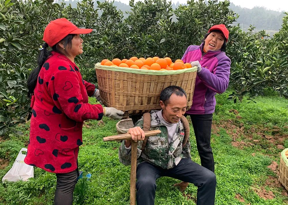 仅卖白菜价！超200万斤塔罗科血橙成熟！13元/箱包邮，皮薄爆汁，果肉红似血！