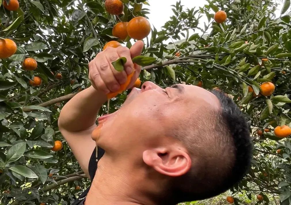 福建茂谷柑踏春而来，超甜22.9/箱！每一口都甜蜜多汁，引人回味~