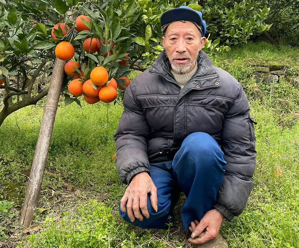 仅卖白菜价！超200万斤塔罗科血橙成熟！13元/箱包邮，皮薄爆汁，果肉红似血！
