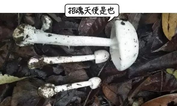 紧急提醒！这个有毒，千万别吃！