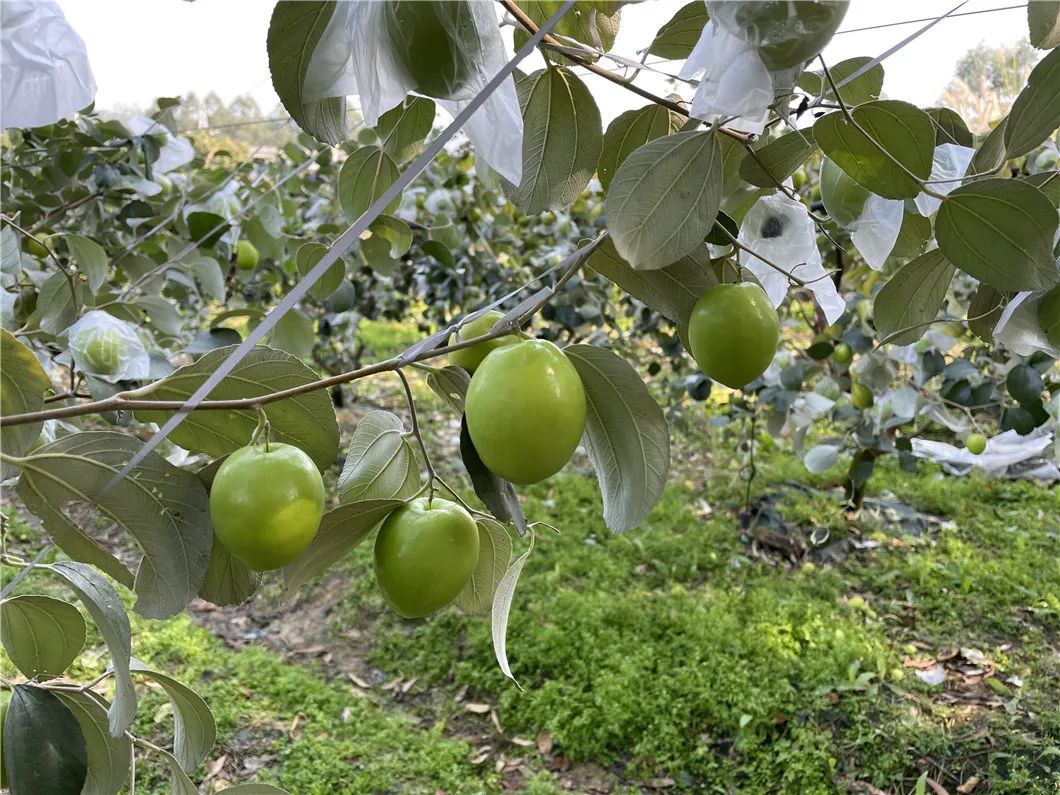 脆过苹果，甜过蜜糖！福建牛奶青枣19.9/箱，现摘现发，去年热销1000斤！