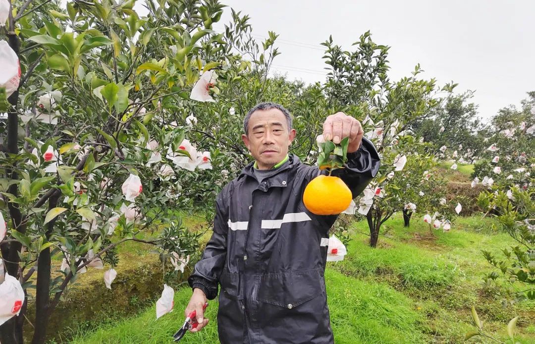 春天吃正甜！树上熟四川蒲江现摘【春见粑粑柑】26.9元/箱包邮到家！
