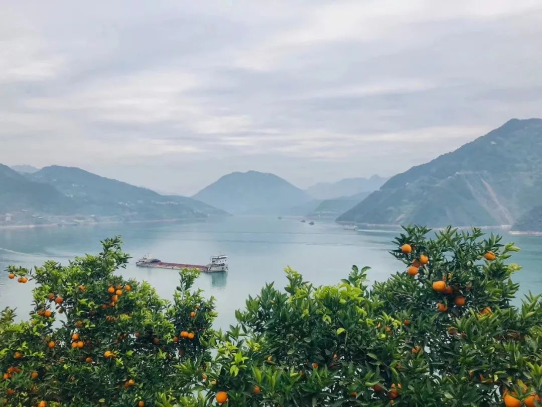 不知道水果也会“流血”？我赌你没吃过血橙！
