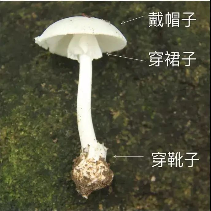 紧急提醒！这个有毒，千万别吃！