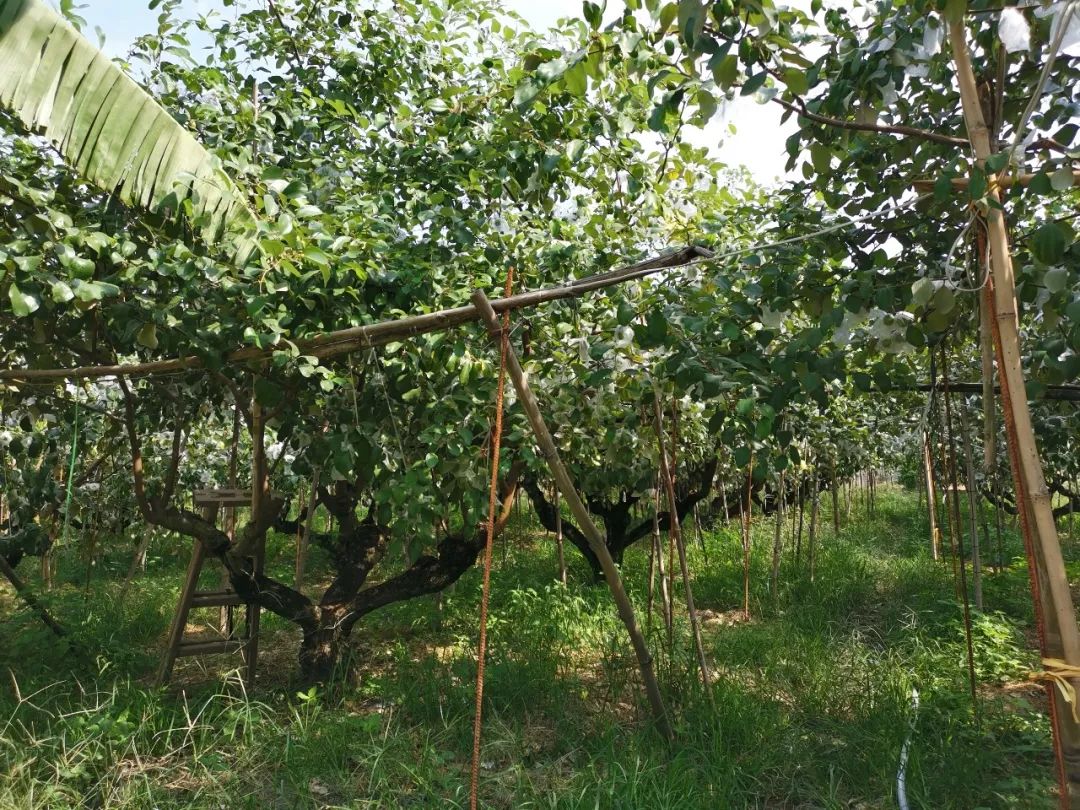 脆过苹果，甜过蜜糖！福建牛奶青枣19.9/箱，现摘现发，去年热销1000斤！
