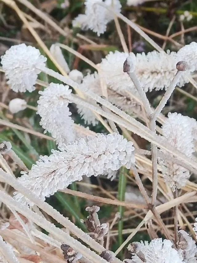 广东下雪了！东莞发布寒冷橙色预警，东莞有人差点送命，接下来...