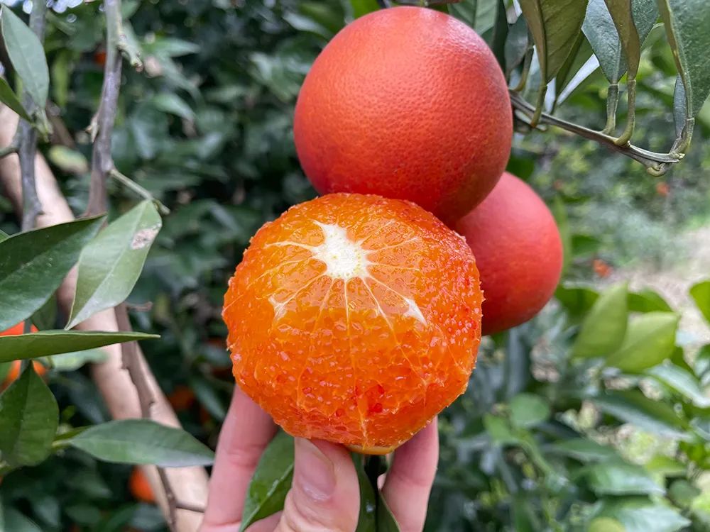 仅卖白菜价！超200万斤塔罗科血橙成熟！13元/箱包邮，皮薄爆汁，果肉红似血！