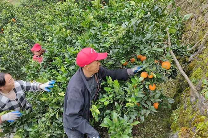 不知道水果也会“流血”？我赌你没吃过血橙！
