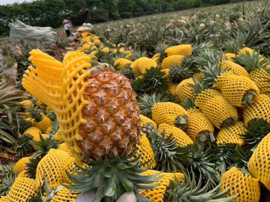 正宗海南金钻凤梨13.5/箱，超甜不涩口，无需挖孔浸盐水，再也不想吃菠萝了！