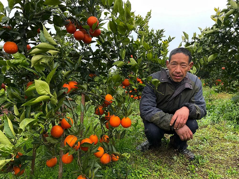 仅卖白菜价！超200万斤塔罗科血橙成熟！13元/箱包邮，皮薄爆汁，果肉红似血！