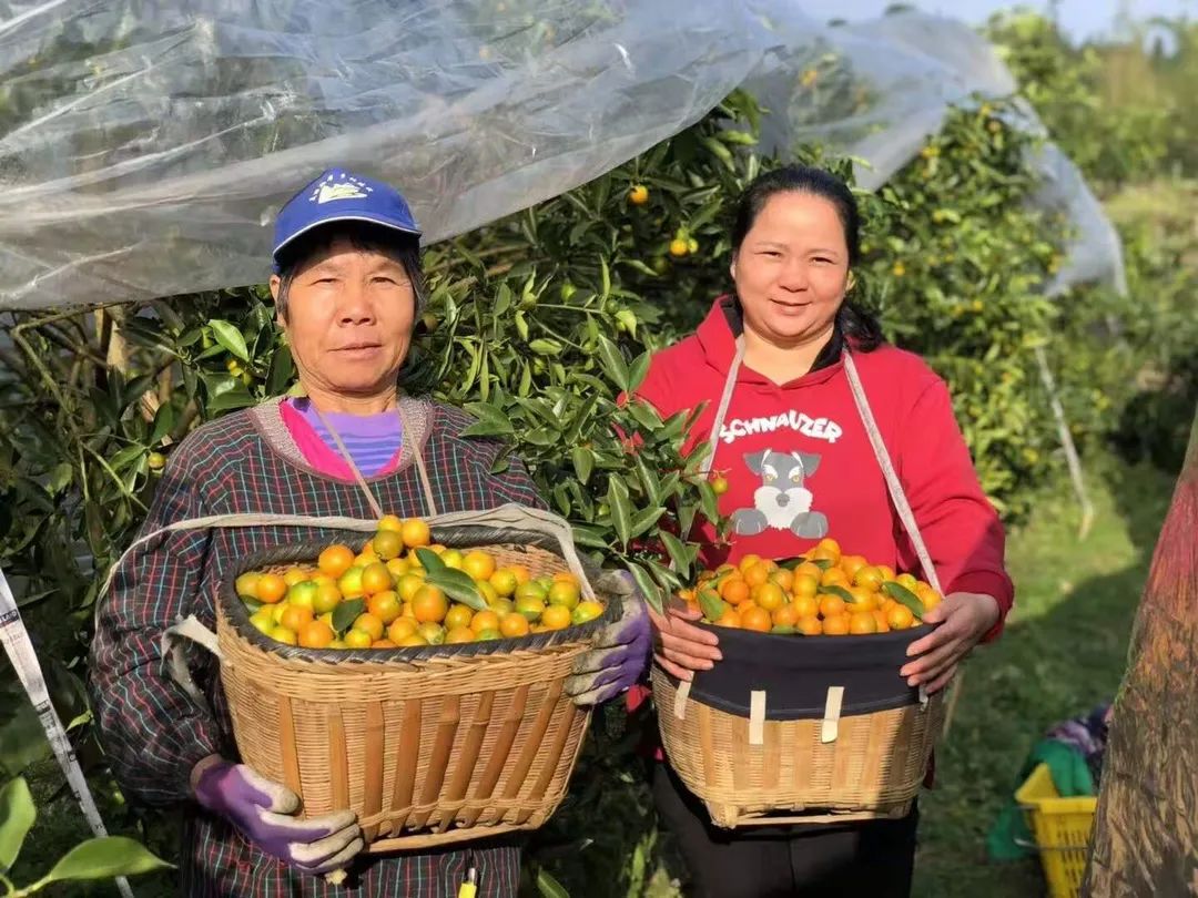 广西融安金桔26.9/箱，纯甜不麻嘴，水嫩香甜正当时，错过再等一年~