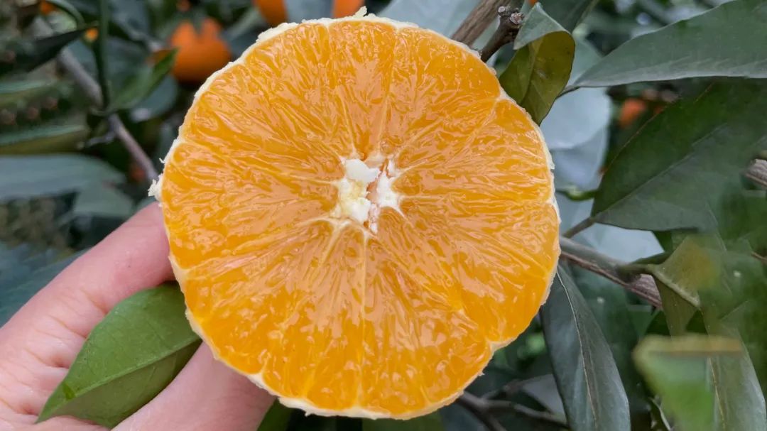 可以“喝着吃”的奉节脐橙29.9/箱，鲜嫩多汁 ，入口化渣，果农们肩挑背扛的大山好果！