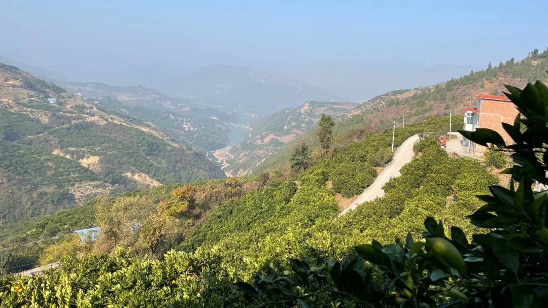 可以“喝着吃”的奉节脐橙29.9/箱,鲜嫩多汁 ,入口化渣,果农们肩挑背扛的大山好果!