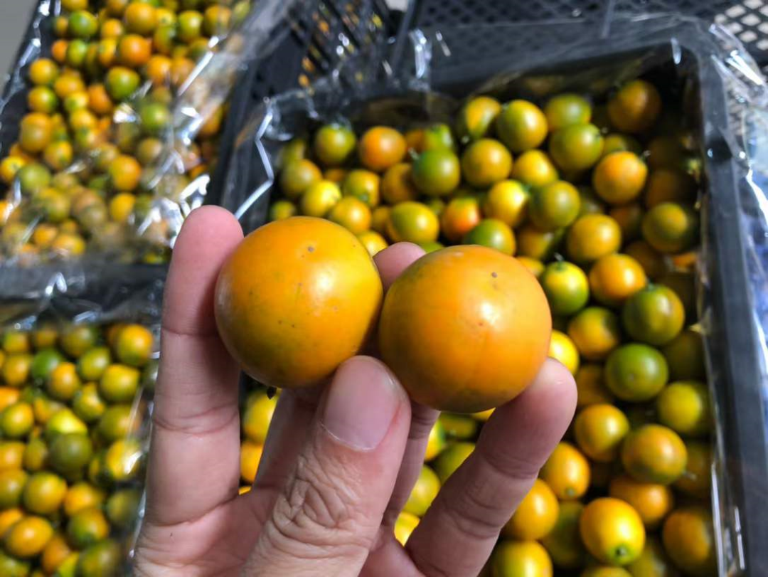 广西融安金桔26.9/箱，纯甜不麻嘴，水嫩香甜正当时，错过再等一年~