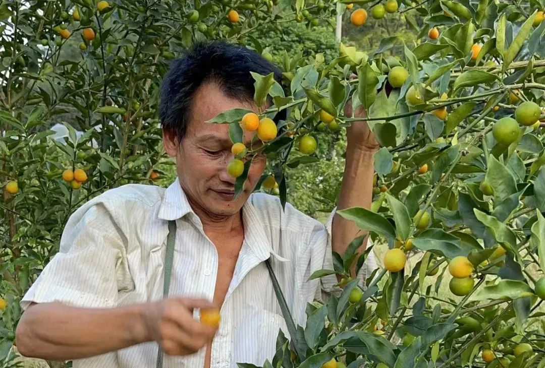广西融安金桔26.9/箱，纯甜不麻嘴，水嫩香甜正当时，错过再等一年~