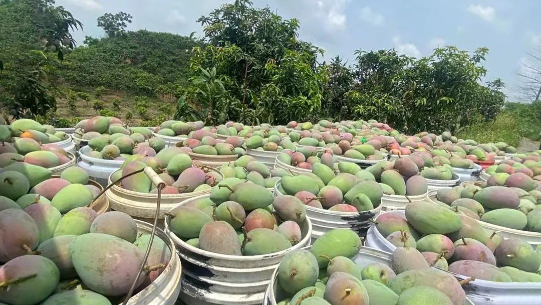 超100万斤【海南贵妃芒】新鲜下树，15.9/箱包邮！香甜嫩滑，核薄如纸，果农精心种植，邀您一起支持助力！
