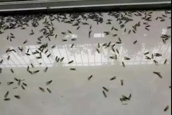 早点回家！东莞开启暴雨+雷暴+大风模式！还有东莞人最害怕的回来了.....