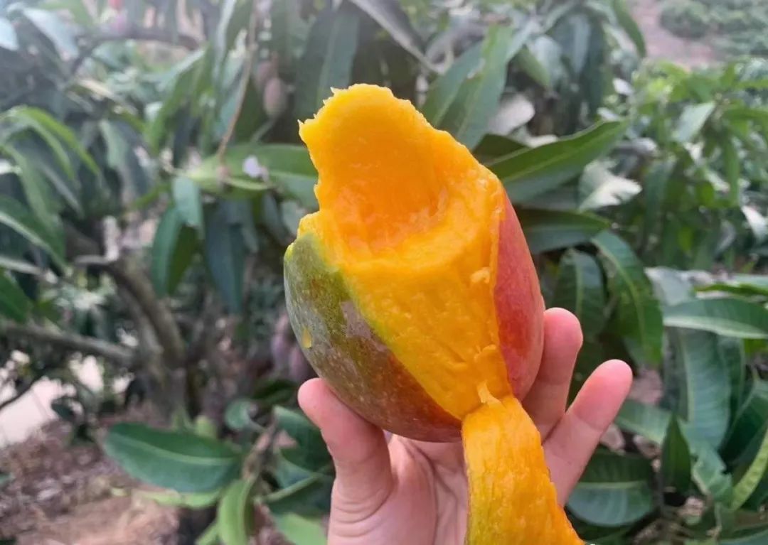 超100万斤【海南贵妃芒】新鲜下树，15.9/箱包邮！香甜嫩滑，核薄如纸，果农精心种植，邀您一起支持助力！